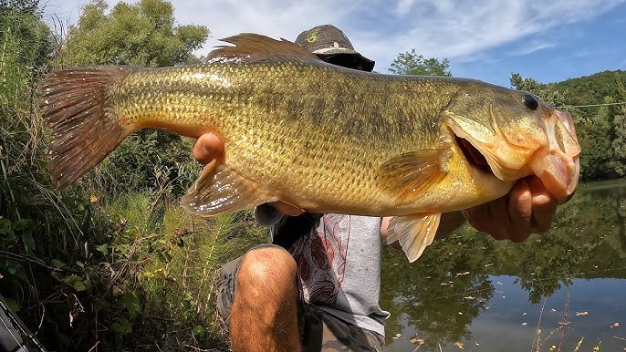 Pesca a Feeder e Method