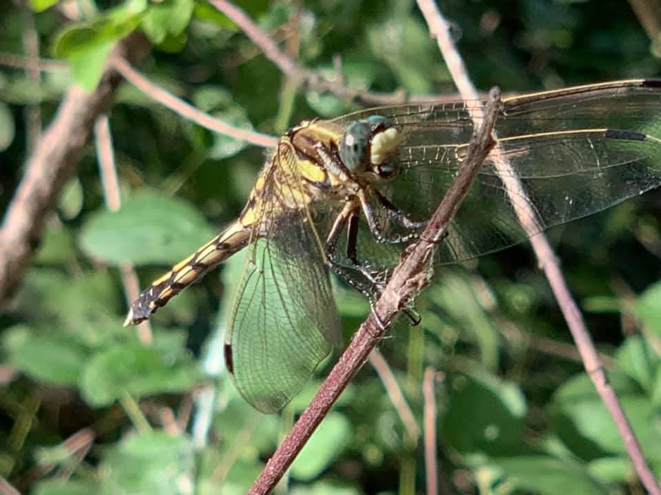📸Fotografare il Parco Palustre