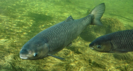 Foto Amur (Carpa Erbivora)