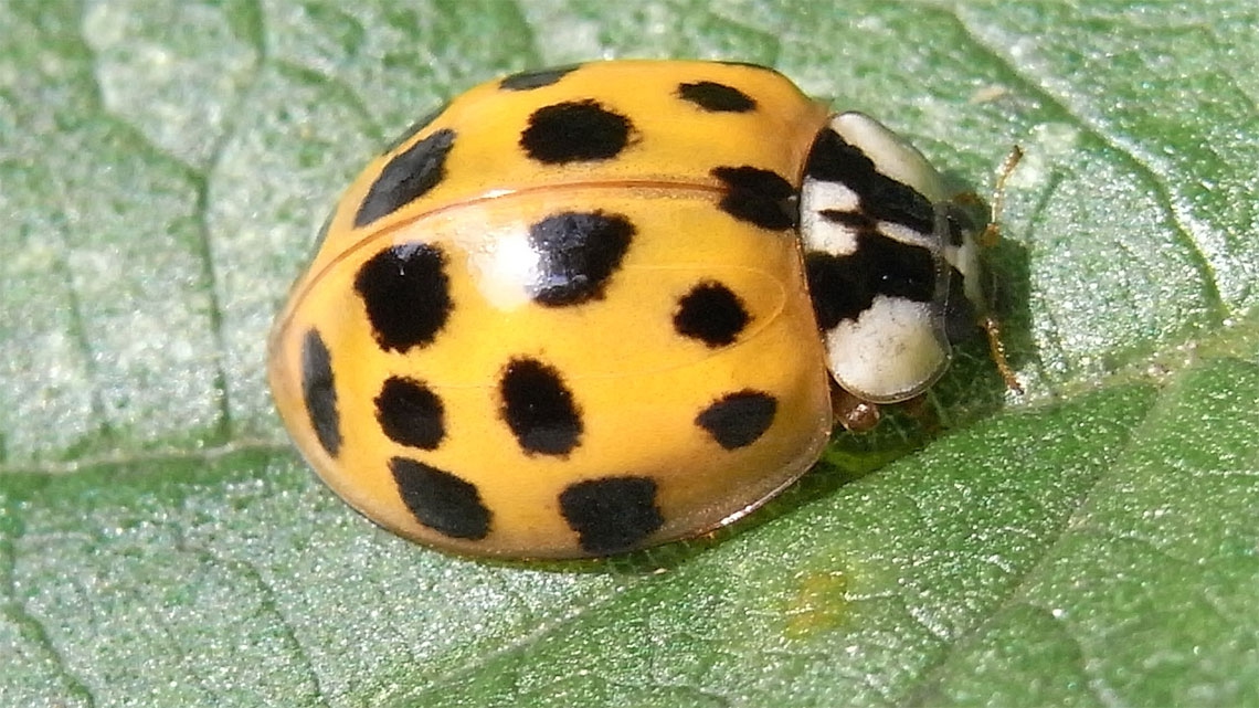 Foto Coccinella (Puntinatura Gialla)