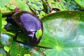 Foto Coleottero Idrofilide