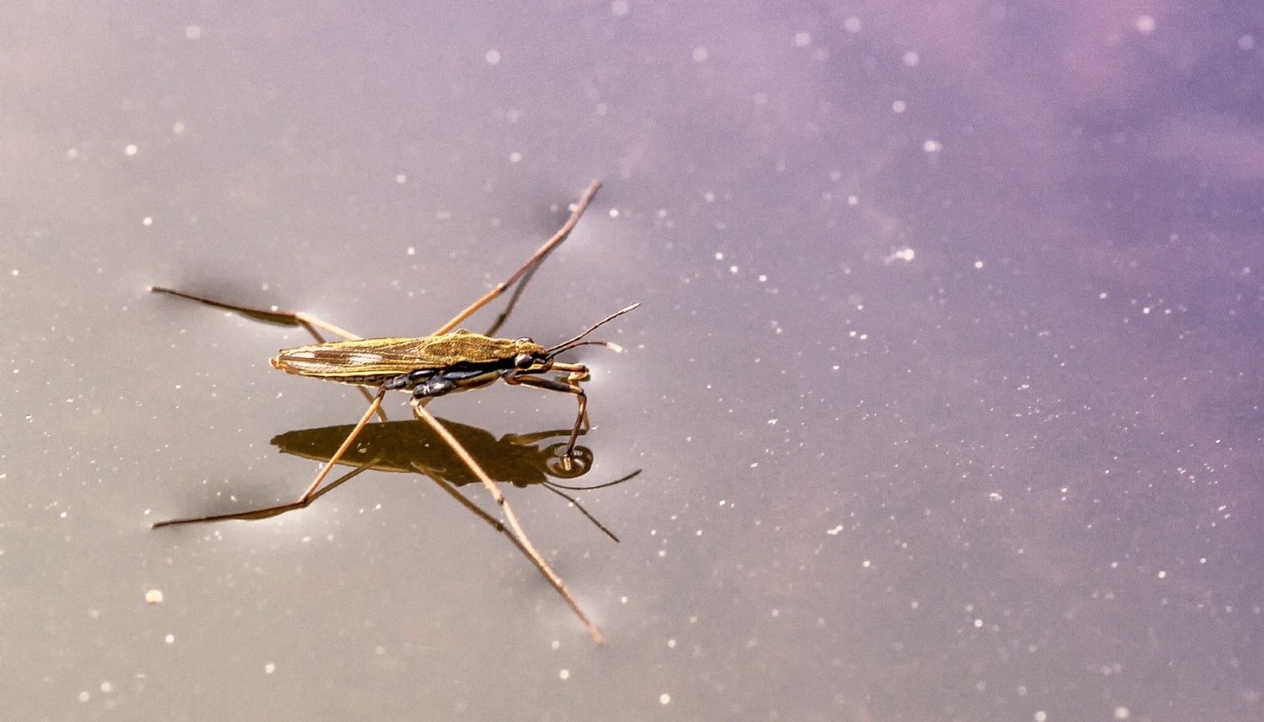 Foto Gerride (Insetto Patinatore)