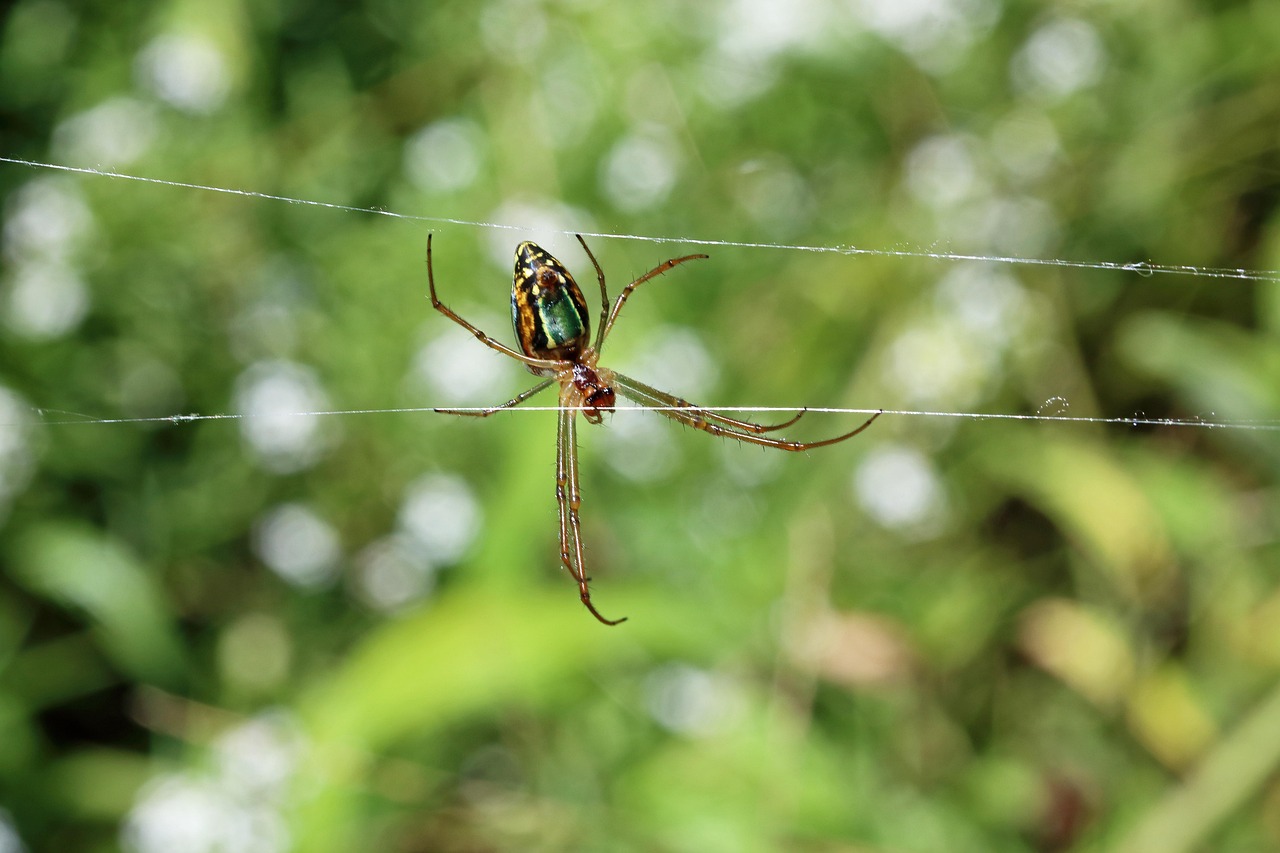Foto Ragno Palustre (Dolomedes)