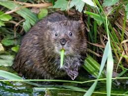 Foto Arvicola d'Acqua