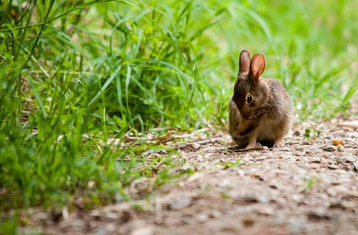 Foto Coniglio Selvatico