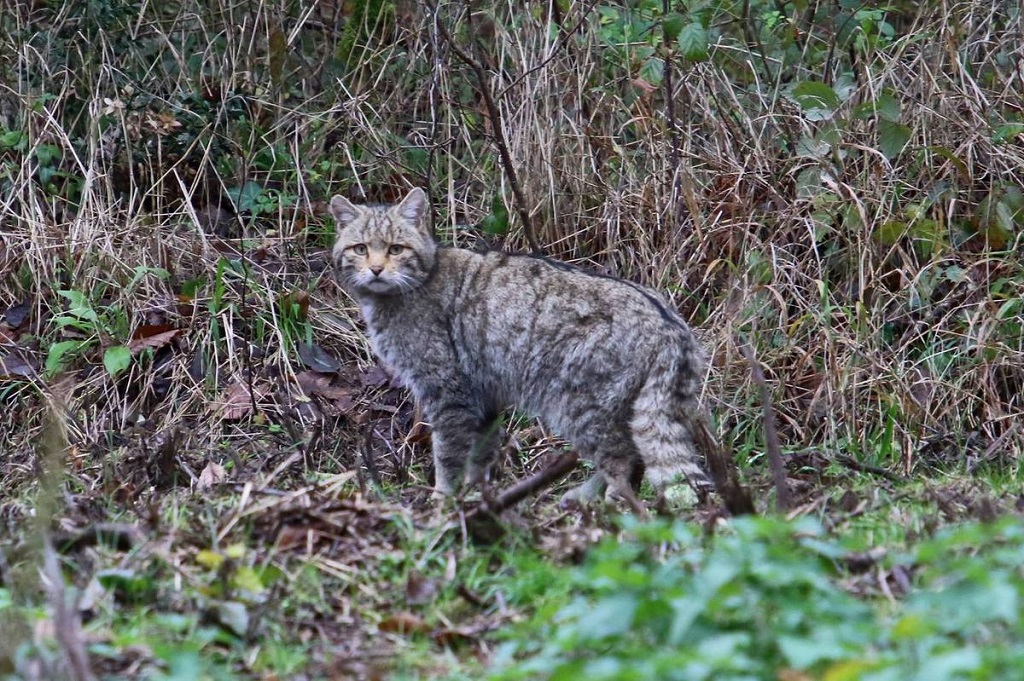 Foto Gatto Selvatico