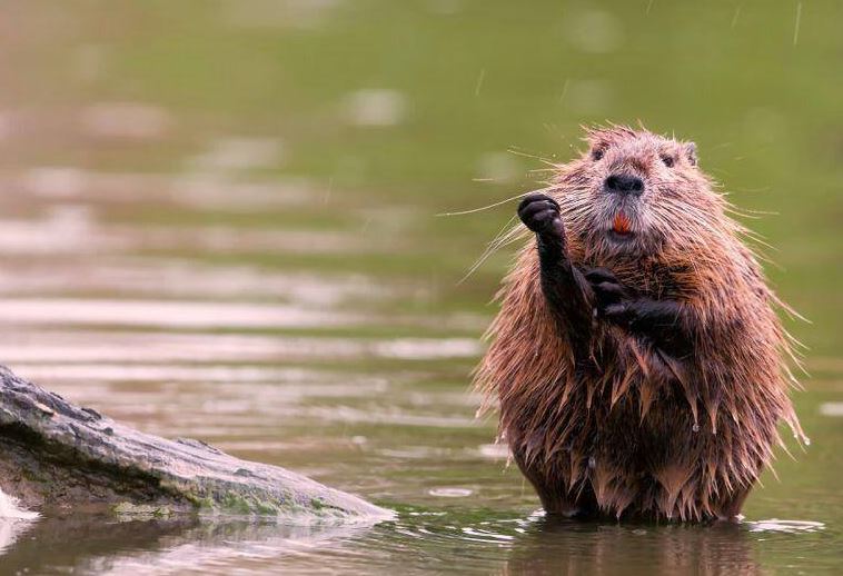 Foto Nutria
