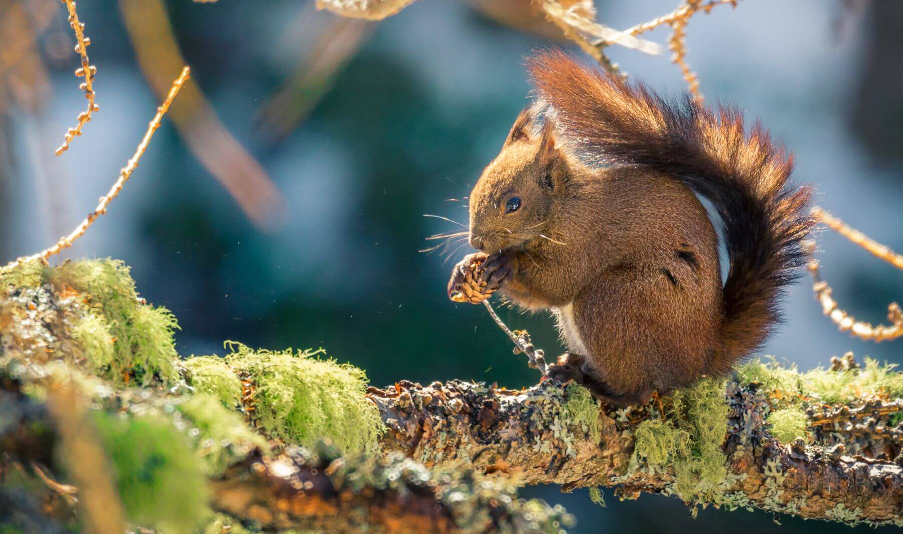 Foto Scoiattolo Comune