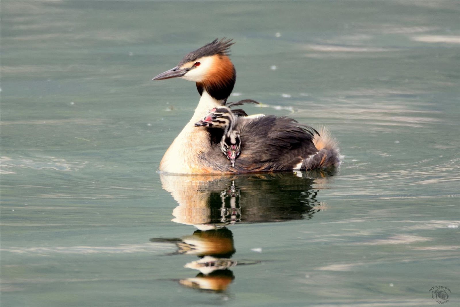 Foto Svasso Maggiore