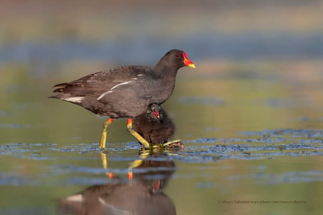 Foto Gallinella d'Acqua